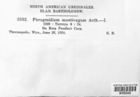 Phragmidium montivagum image